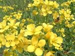 春の菜の花畑